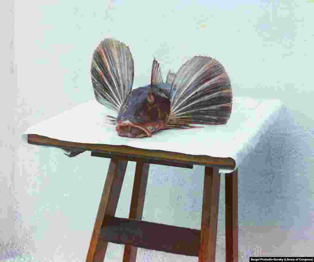 Свежевыловленная рыба, которую Прокудин-Горский назвал &laquo;морским петухом&raquo;, в Батуми