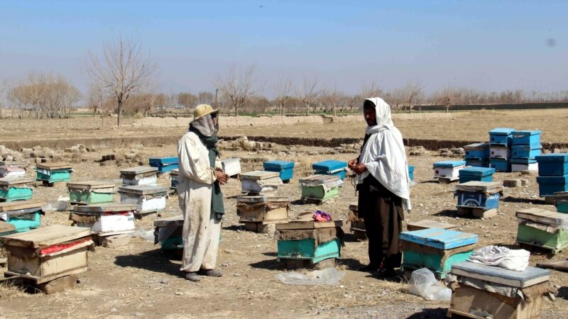 سږکال په افغانستان کې نږدې ۲،۱۰۰ مټریک ټنه شات تولید شوي