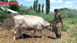 Фермер борется с рекой за свою землю, но природа побеждает