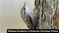 Белагруды дрозд