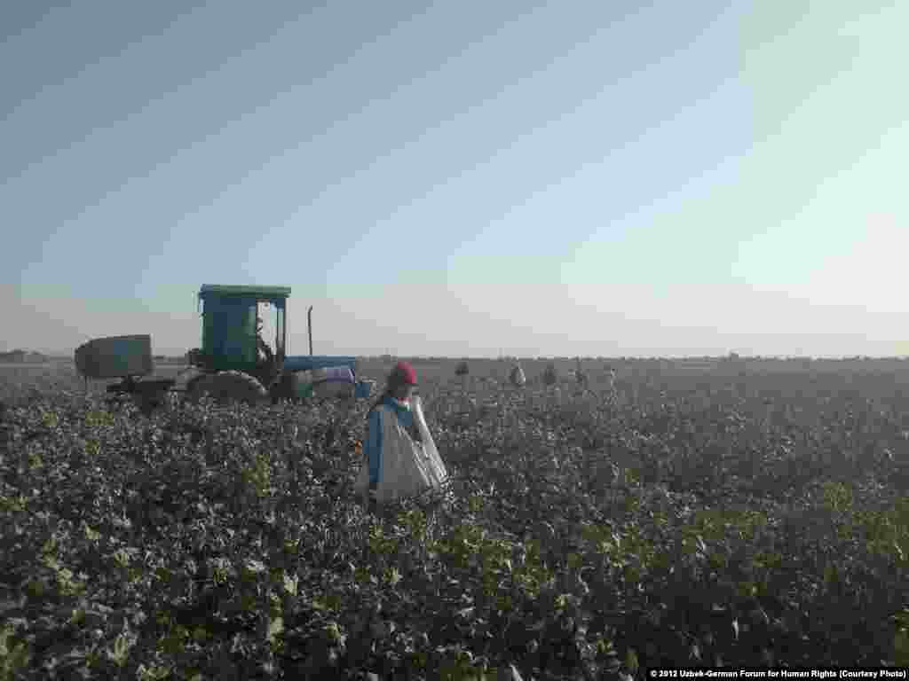 Defoliants are sprayed while workers harvest cotton nearby.