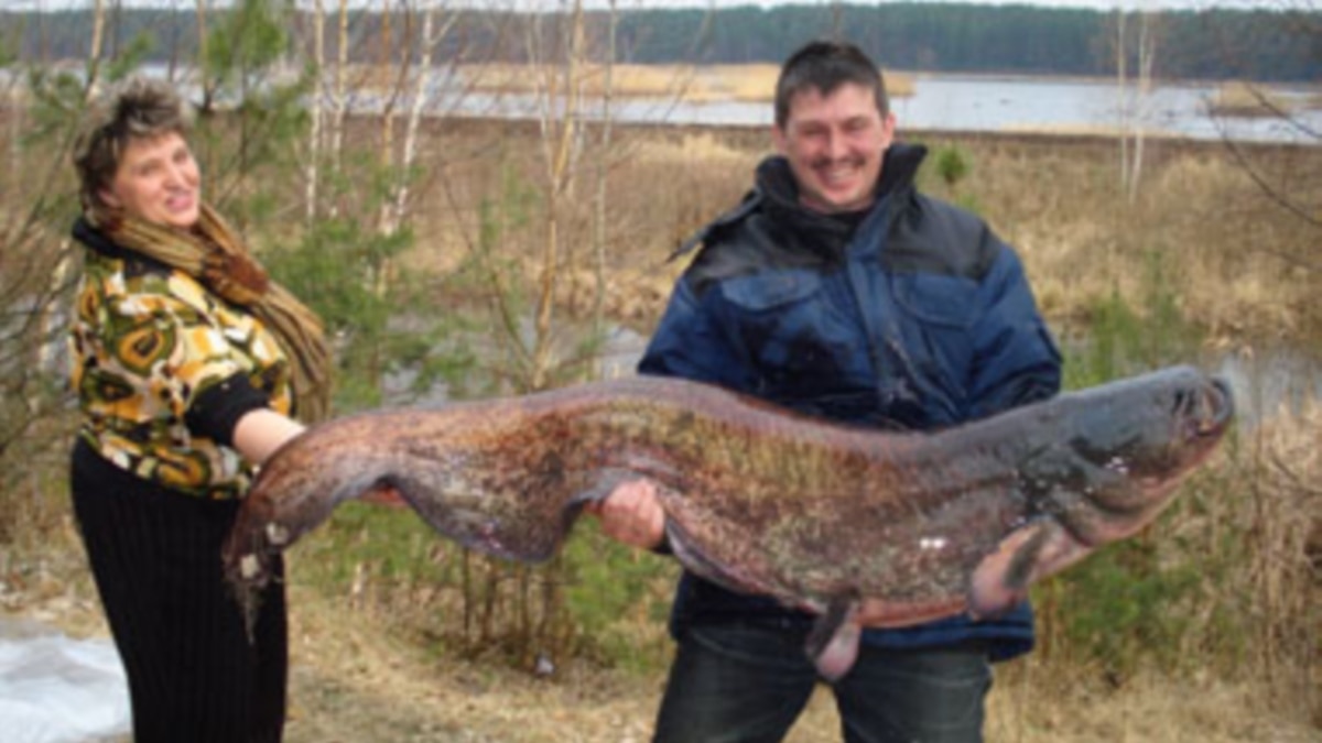 ели ли сомы людей