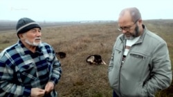 В селе возле Белогорска волки нападают на скот – местный житель