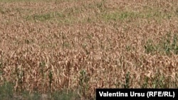 Culturi de porumb afectate de secetă. Volintiri, raionul Ștefan Vodă