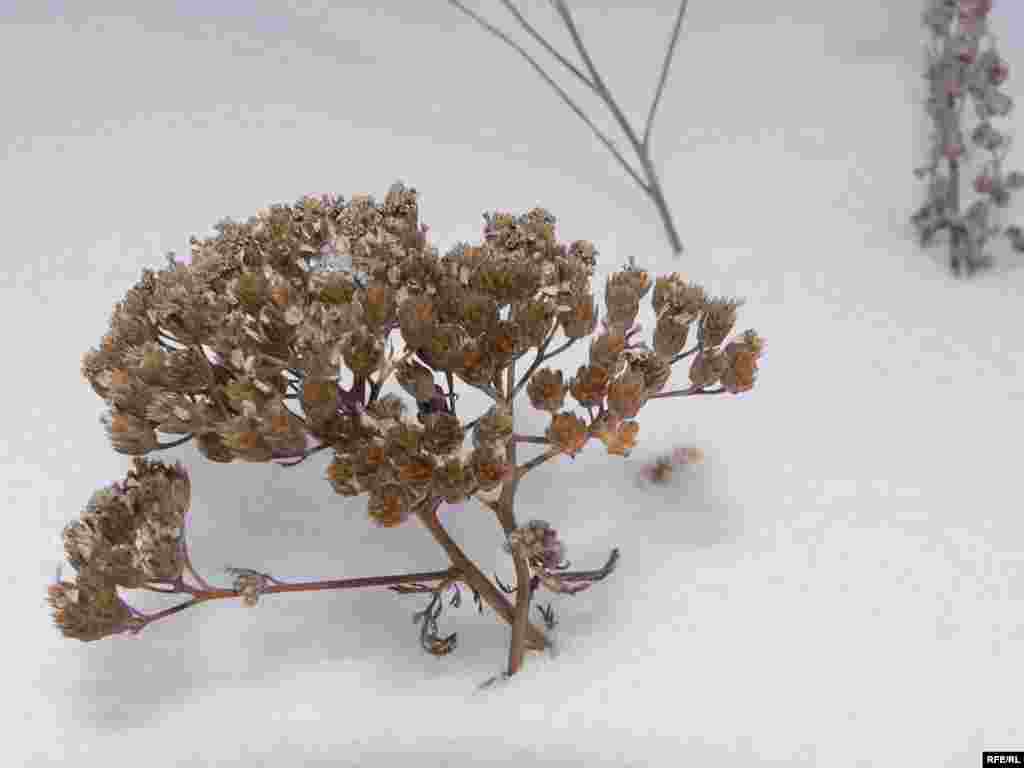 Меңьяфрак (Achillea). Чәчәге көздә үк сулган. Ә ботагы суык кышта чәчәктән калган орлыгын таратып утыра. - Меңьяфрак (Achillea). Чәчәге көздә үк сулган. Ә ботагы суык кышта чәчәктән калган орлыгын таратып утыра. 