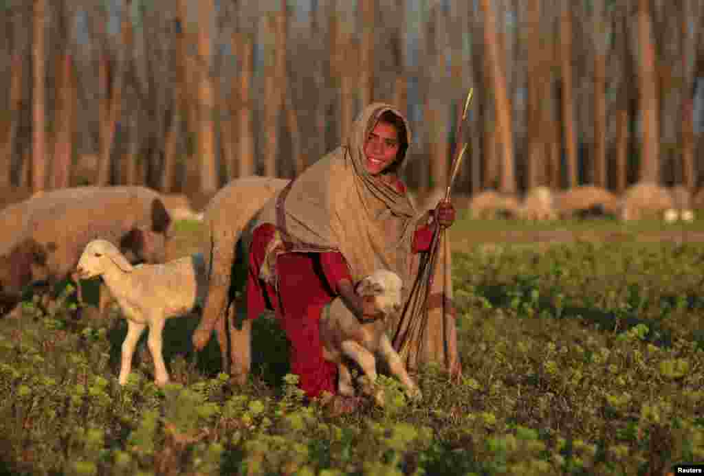 A girl tends her sheep in a field in Nowshera, Pakistan. (Reuters/Fayaz Aziz)