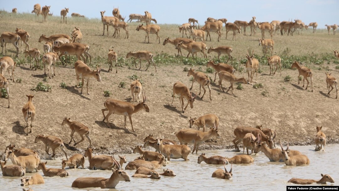 Медициналық тексерудегі порнографиялық суреттер