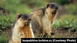 Тарбаганы или монгольские суслики