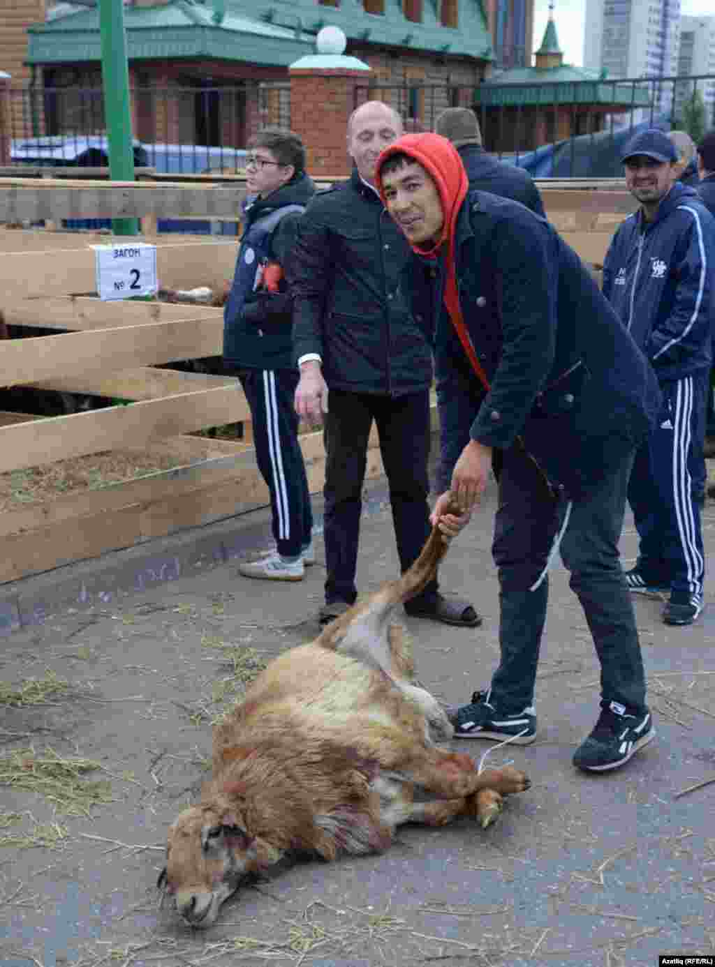 Кешеләр үзләренә корбан сарыгы сайлый