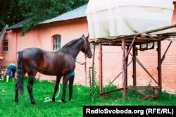 Нині Дібрівський завод має 285 коней. Всього у державні власності їх – 1657