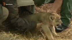 Впервые за 20 лет: в зоопарке Южной Америки родился львенок (видео)