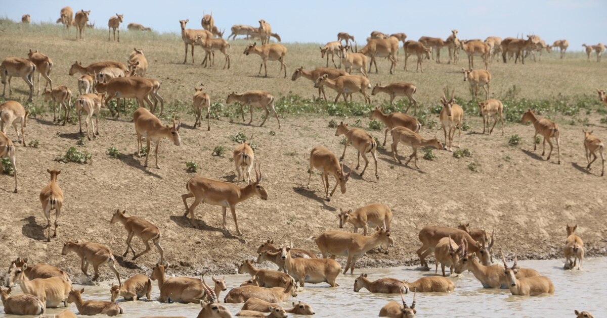 Трусики порно видео арқылы пизду жалады
