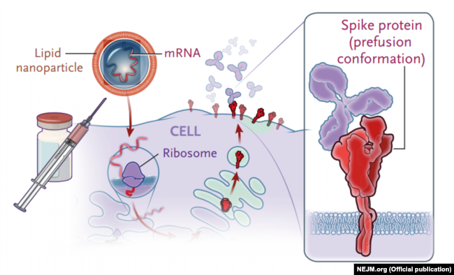 شبیه‌سازی چگونگی کار واکسن BNT162b2 mRNA Covid-19