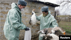 Pamje nga procesi i asgjësimit të shpendëve. Fotografi ilustruese nga arkivi.