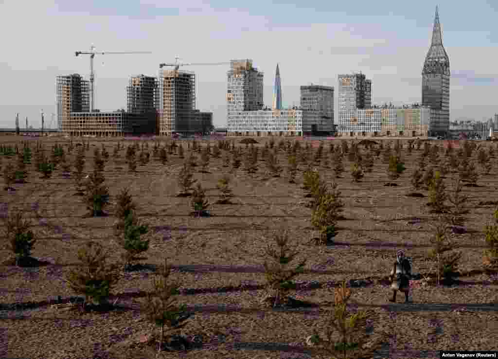 A person walks among young trees near the construction site of new apartment blocks in St. Petersburg, Russia. (Reuters/Anton Vaganov)