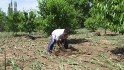 Өзгөндүн Коммунист айылындагы селдин кесепети