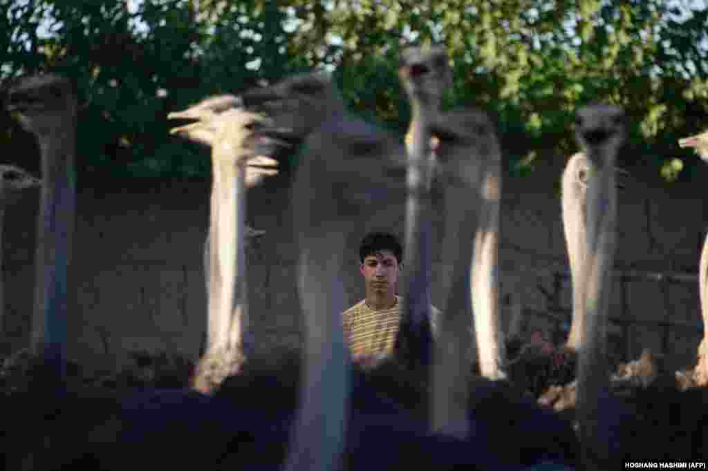 An ostrich farmer stands with his flock on a farm on the outskirts of Herat, Afghanistan. (AFP/Hoshang Hashimi)