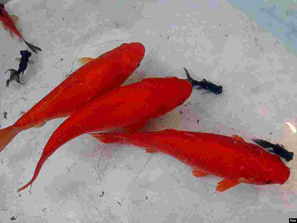ماهی قرمز و اندازه های مختلف برای تنگ های مختلف!