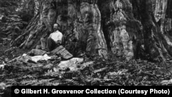 Gilbert H. Grosvenor, first full-time editor of "National Geographic" magazine, awakens after a night spent beneath a giant sequoia tree during his first trip to California's Sierra Nevada Mountains in 1915. After this visit he lobbied for passage of a bill that created the National Park Service in 1916.
