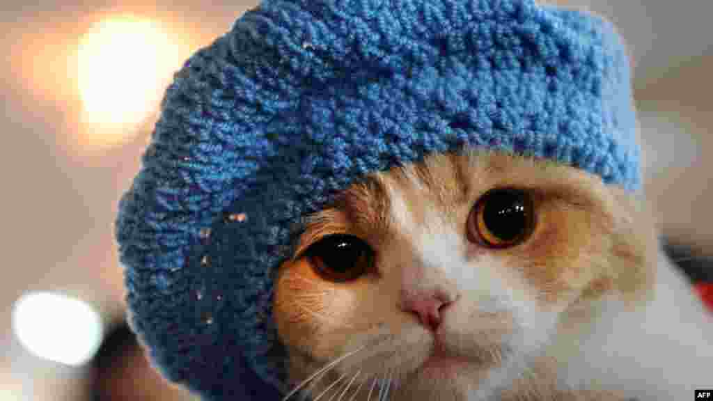 A cat wearing a knitted hat looks on.