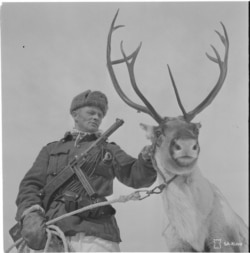 The picture of Finnish soldier Klemet Jouni Jeremias Halonen, a "soldier with a reindeer" that "some young bureaucrat" may have found on the Internet.