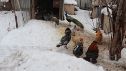 Птицы во дворе семьи Абая Нурбекова.