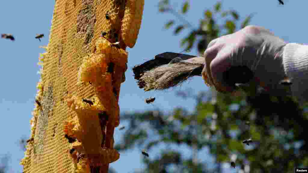 Бджоляр готує рамку вулика