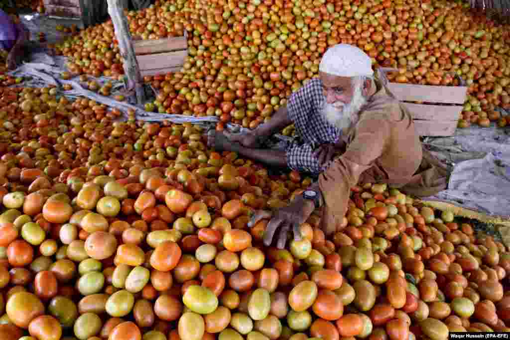 A man sorts tomatoes at a vegetable market in Larkana, Pakistan. (epa-EFE/Waqar Hussnain)​