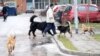 Дали „Лајка“ ќе ги спаси кучињата скитници во Скопје?