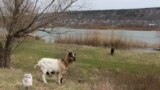 Animale la păscut pe malul Nistrului la Rezina