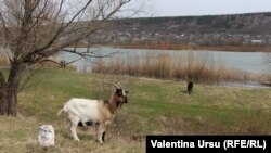 Animale la păscut pe malul Nistrului la Rezina