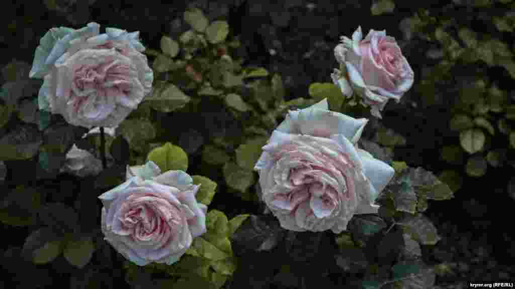 Троянди сорту &laquo;Першокласниця&raquo;