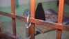 "Свобода или смерть": голодовка уроженок Северного Кавказа в женской тюрьме Багдада