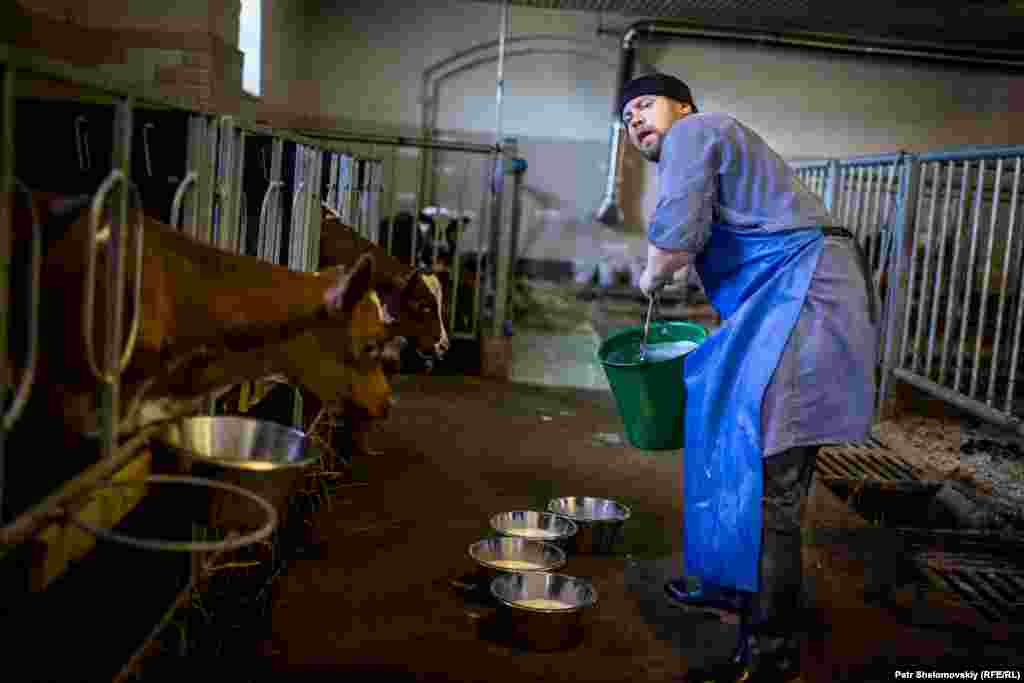 A monk feeds calves with fresh milk on the monastery&#39;s farm.