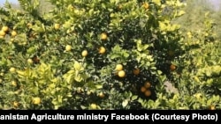 یک باغ مالته در ولایت ننگرهار