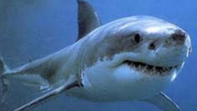 Голема бела ајкула уби нуркач во Австралија