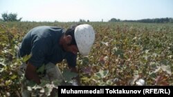 Toshkent shahridagi bog‘cha va maktablar jamoasi xodimlarini paxta terimiga jo‘nata olmagani bois, kuniga 25 ming o‘zbek so‘miga mardikor yollamoqda.