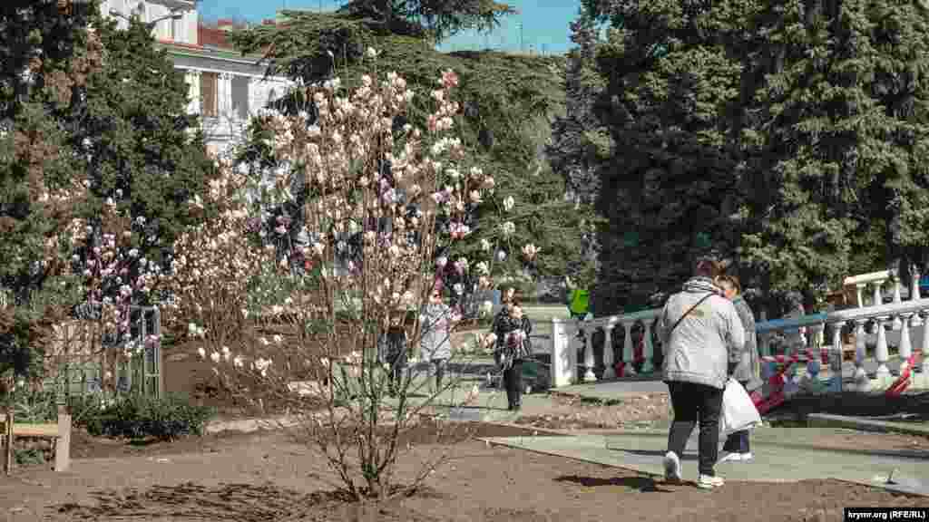 Цветущее дерево магнолии. Его посадили на площади Ушакова в ходе реконструкции центра Севастополя