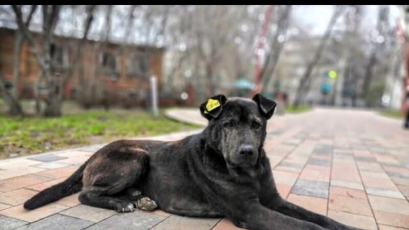 В Тукаевском районе Татарстана почти в десять раз завышено количество отловленных собак