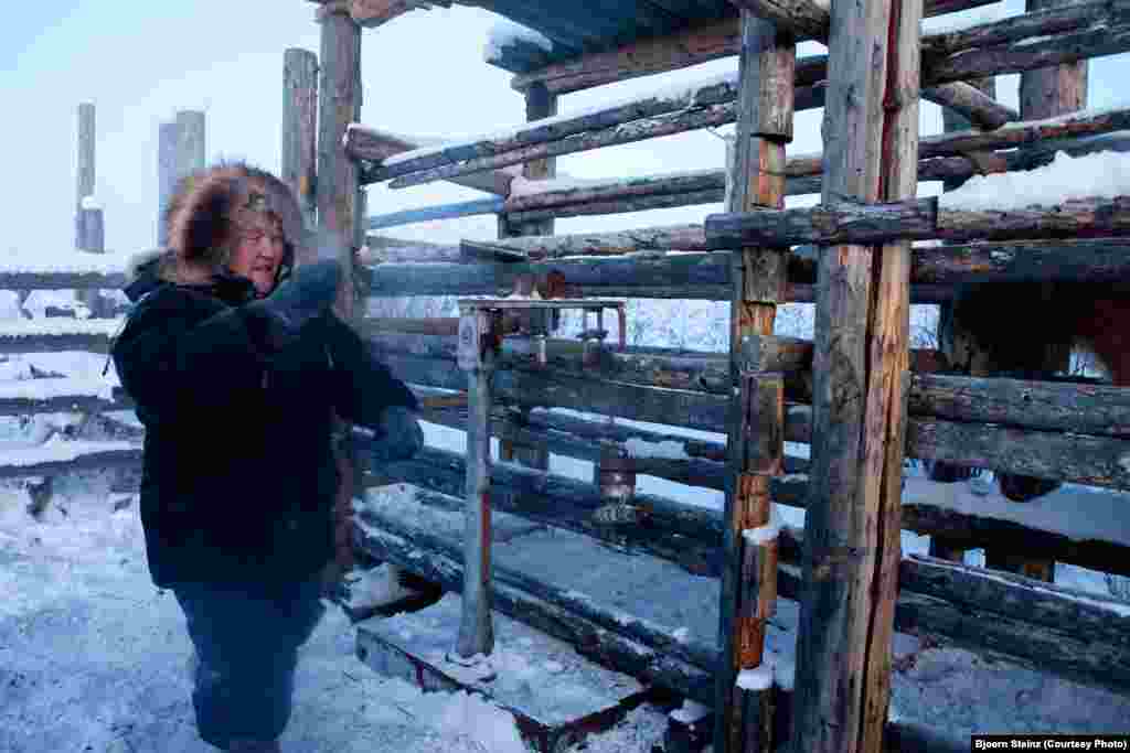 A breeder prepares to weigh his horses. 