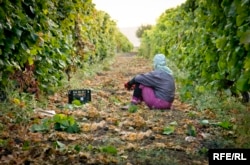 Cəlilabadda üzüm sahəsi