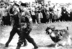 Партызанскі парад з казлом у Менску 16 жніўня 1944 году