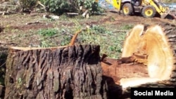 Вырубка деревьев в парке Кусково