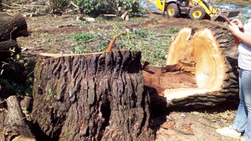 В Крыму возбудили более десяти дел за вырубку деревьев