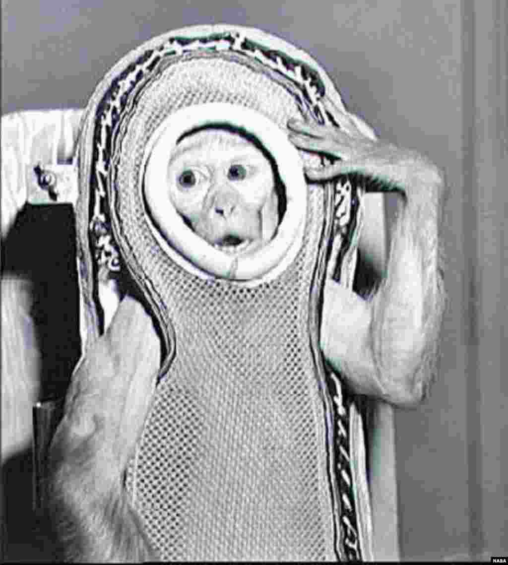 A rhesus monkey Sam preparing for his flight on the United States&#39; &quot;Little Joe 2&quot; in December 1959. The flight reached close to the edge of space and Sam survived the mission.