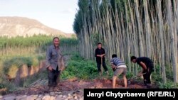 Жерге-Талда жашаган этникалык кыргыздар, Тажикстан