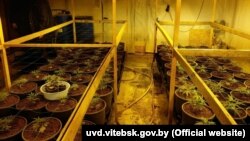 Police in Vitsebsk said they found hundreds of pots with marijuana plants at various stages of growth.