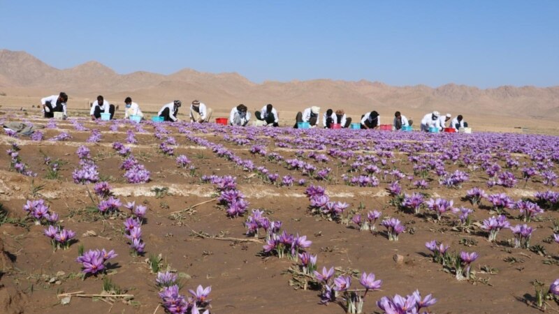 امروز ششمین جشنواره گل زعفران در هرات برگزار می‌شود