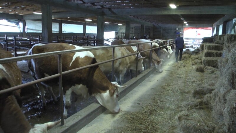 Kosovo uvodi 17 posto carine na mlijeko i mliječne proizvode iz BiH