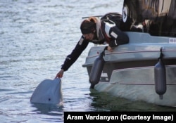 A marine biologist rubs the beluga’s nose on June 16.